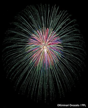 Brocade Chrysanthemum